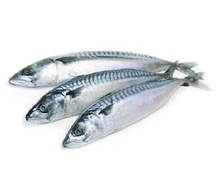 картинка СКУМБРИЯ  1 шт. (500г.) 300-600с.м. от нашего магазина